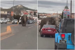 Imagem colorida mostra trechos de vídeo em que elefante aparece caminahndo em rua - Metrópoles