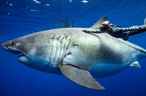 Tubarão-branco nadando nos mares