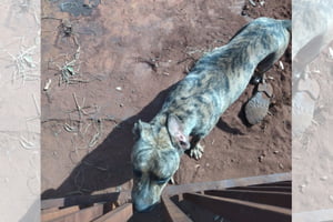 foto colorida de cães encontrados em situação de maus-tratos em casa de Teodoro Sampaio (SP) - Metrópoles