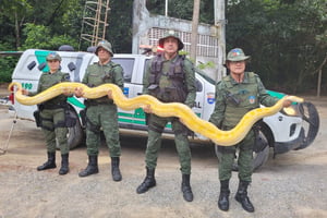 Imagem colorida mostra cobra resgatada em local de chacina - Metrópoles