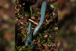 Foto colorida de fungo azul encontrado em Santa Catarina - Metrópoles