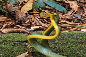 Cobras duelam para ver quem acasala com a fêmea/ Metrópoles