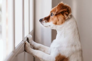cachorrinho olhando pela janela