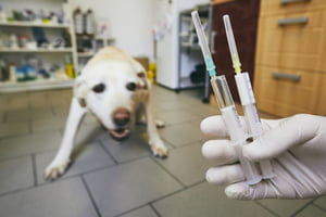 Cachorro com medo de veterinário