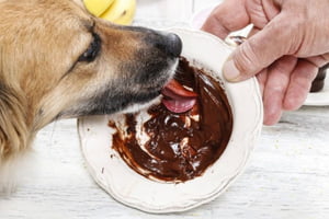 Cachorro comendo chocolate