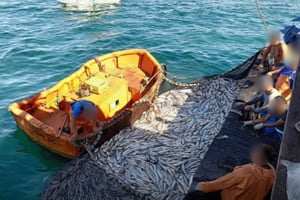 Foto colorida de barco e rede com toneladas de peixes apreendidos pela Polícia Militar Ambiental no litoral norte de SP - Metrópoles