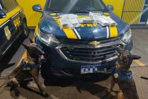 Imagem mostra cães diante de viatura policial - Metrópoles