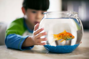 criança segurando um aquário de peixe