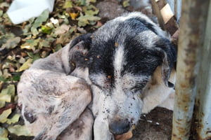 foto colorida de um dos cães largados sem comida e água, além de doentes, por tutora em Presidente Prudente (SP) - Metrópoles