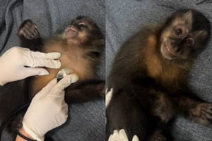 Montagem com dois frames coloridos de um vídeo de um macaco sendo examinado por uma veterinária - Metrópoles