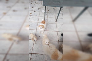 Cães resgatados em casa de veterinária