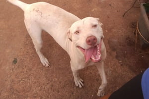 Imagem colorida mostra o cão Thor, um cachorro branco de pelo curto, com a língua de fora - Metrópoles