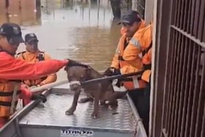 Vídeo: bombeiros do DF salvam cachorro no Rio Grande do Sul