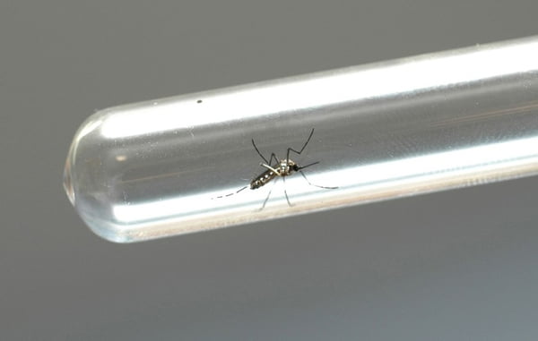 mosquito da dengue aedes
