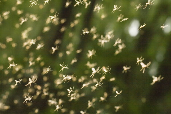 Vídeo: criação de mosquitos visa combater a dengue no Brasil