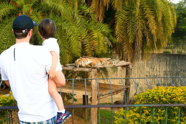 Tigre – zoológico de brasilia