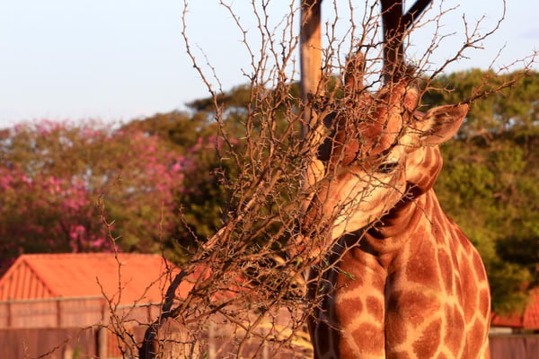 girafa – zoológico de brasilia