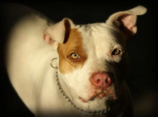 Cachorro branco com mancha marrom no olho
