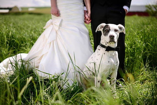 cachorro casamento noivo noiva