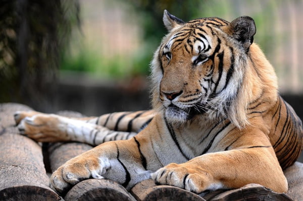 Tigresa Laila, do Zoológico de Brasília, morre aos 21 anos