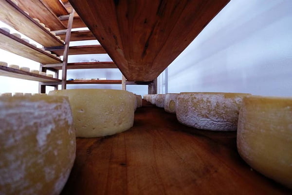 Aprenda a identificar aromas dos diferentes tipos de queijos