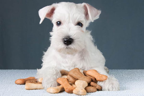 Little schnauzer puppy with dog biscuits bones