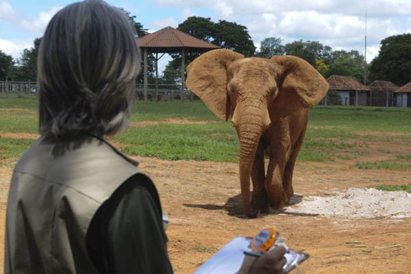 Elefanta Belinha é acompanhada por equipe do zoo 24 horas por dia