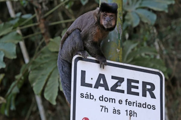 Macaco prego na Floresta da Tijuca nesta manhã de quarta-feira (12).