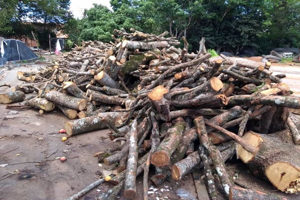 PM flagra derrubada irregular de árvores para abrigar campo de futebol