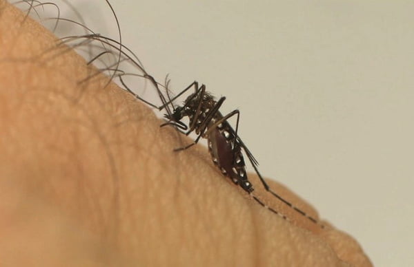Foto mostra mosquito aedes aegypti, transmissor da dengue