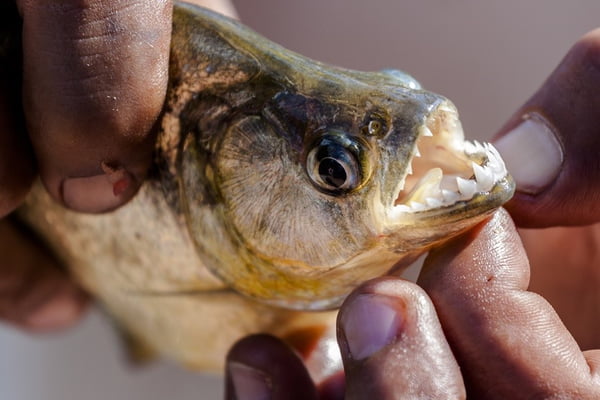 Fisherman shows the teeth of the Piranha in the Pantanal in Miranda, Mato Grosso do Sul, Brazil.