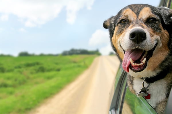 cachorro carro viagem
