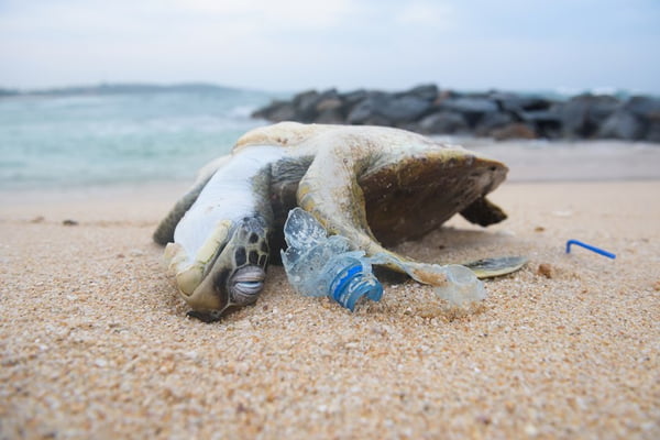 Dead sea turtle among ocean plastic waste