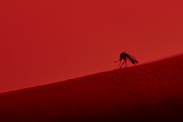 mosquito da dengue