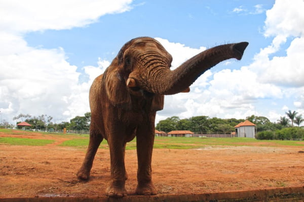 Elefante Babu