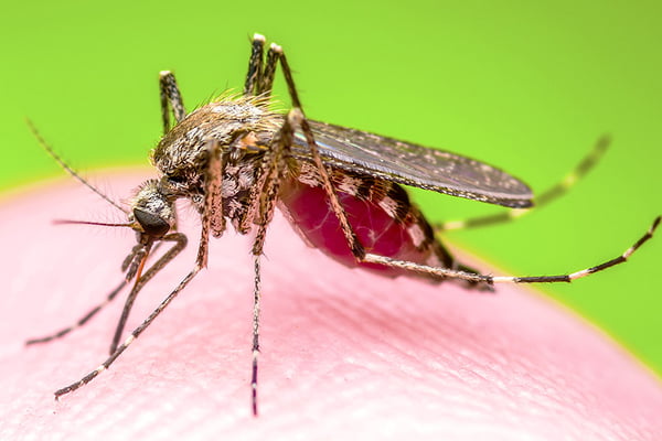 zika vacina