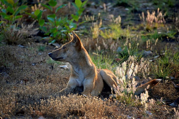 Kakadu National Park. Dingo. Canis lupus dingo. NorthernTerritory. Australia