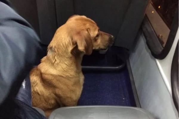 cachorro pega ônibus sozinho em Curitiba