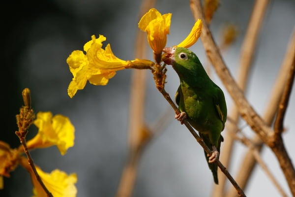 Ipê Brasília amarelo pássaro