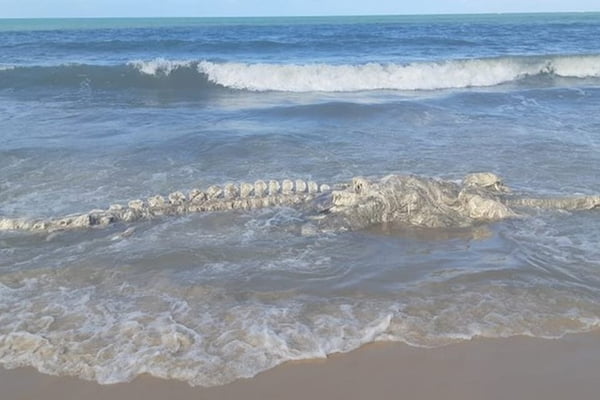 Esqueleto de animal marinho encontrado em praia no Rio Grande do Norte