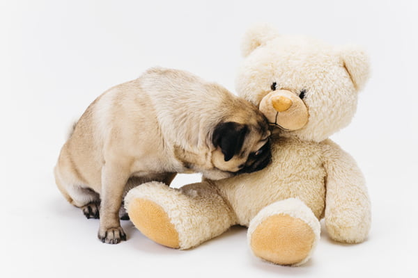 cute-pug-sniffing-big-fawn-teddy-bear_23-2148181622