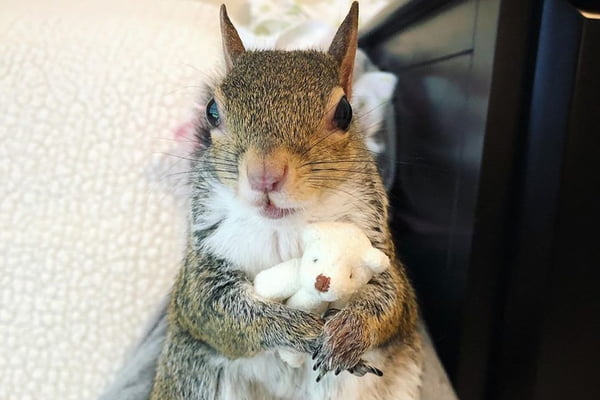 Esquilo resgatado após furacão só dorme com ursinho de pelúcia