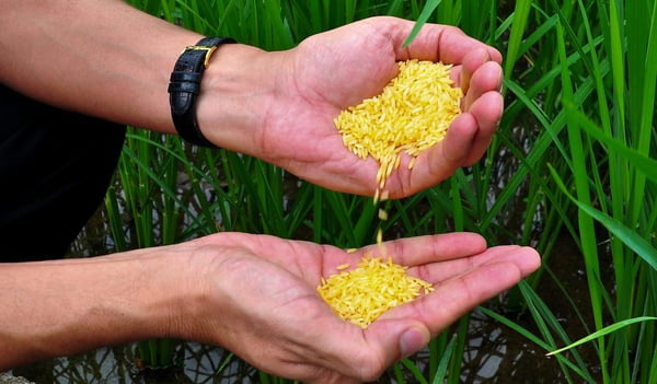 arroz-dourado