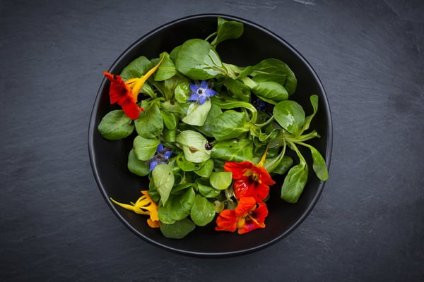 Bowl of lamb’s lettuce with blossoms of borage and Indian cress