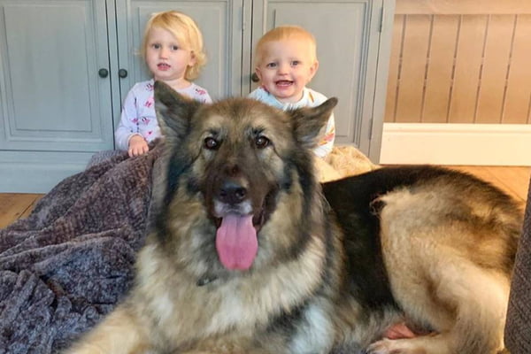 Cachorro da raça pastor alemão com crianças