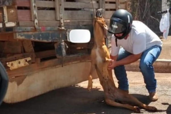 Motociclista tenta tirar cachorro amarrado a caminhão de mudança
