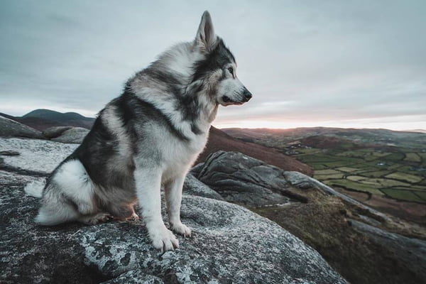 O cão Odin sentado em uma pedra