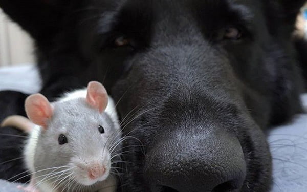 Cachorro e rato é o bicho pets