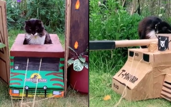 Bombou! Designer transforma caixas de papelão em "carros" para gato