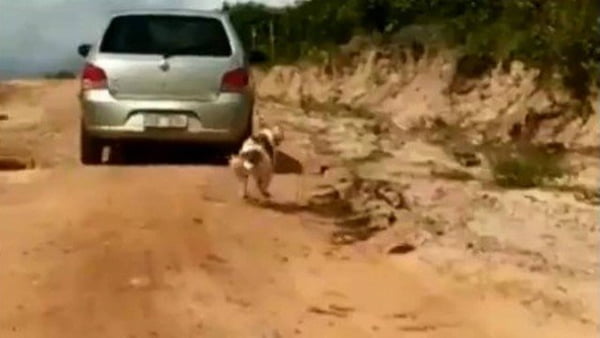 Cachorro com uma corda no pescoço sendo arrastado por um carro no Ceará